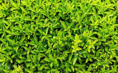 Yeşil yapraklar desen arkaplan, Doğal arkaplan ve duvar kağıdı