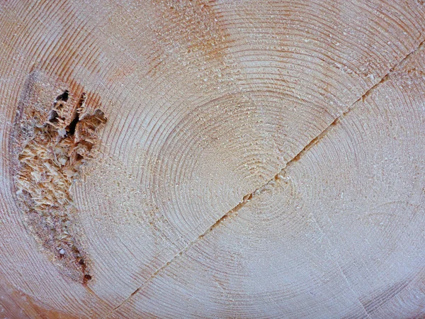 Fondo in legno con anelli annuali — Foto Stock