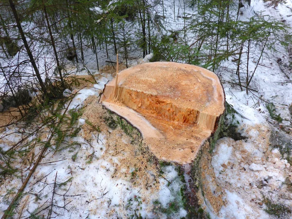 Stomp / bosbouw in de winter — Stockfoto