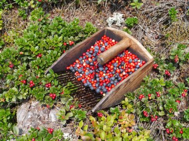 yaban mersini ve İsveç kirazı hasat 