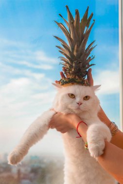 Kafasına ananas ile güzel tüylü beyaz kedi