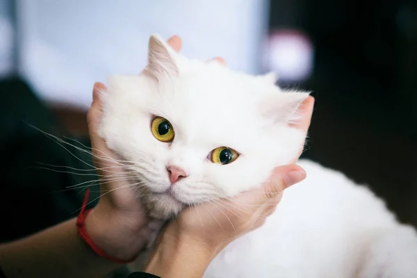 Beau chat blanc poilu — Photo