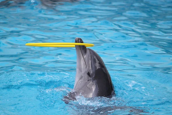 Delfines nadando en la piscina y jugando con el juguete —  Fotos de Stock