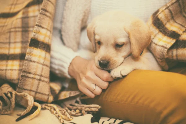 Legrační malý labrador sedí na Zenske nohy na podzim — Stock fotografie