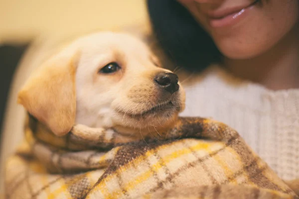 Engraçado pequeno labrador olhando para sua amante — Fotografia de Stock