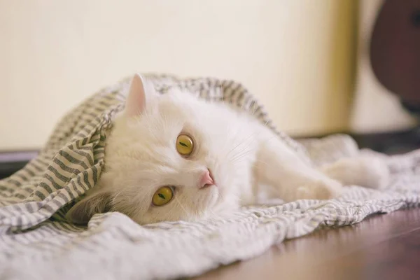 Weiße flauschige Katze schottisches Hochland gerade — Stockfoto