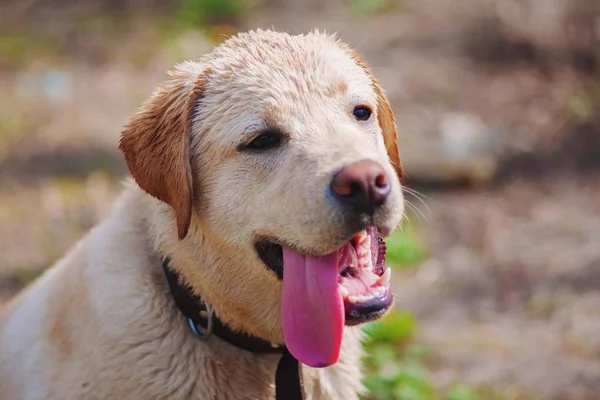 Porträtt av en gul labrador med stora tunga — Stockfoto