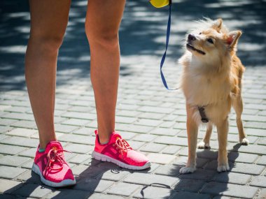 Yanında bir kız sokakta büyük pomeranian spitz köpek.