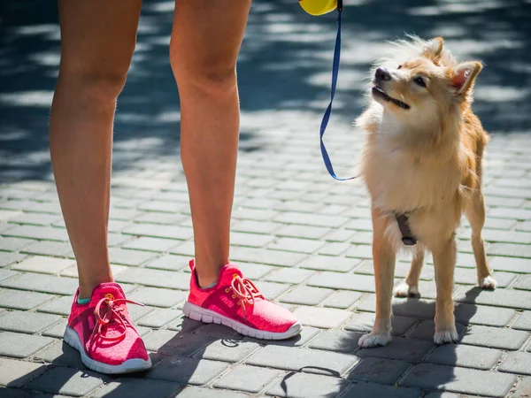 Velký špic pomeranian pes vedle holku na ulici. — Stock fotografie