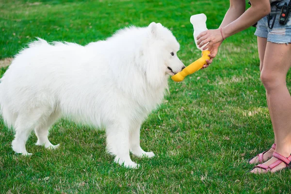 Una donna sta dando da mangiare a un cane della razza Samoyed nel parco. Padrona dà cane un drink nel parco da vicino . — Foto Stock