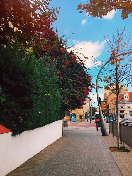 Barselona Caddesi, Catalunya manzara, İspanya boş. Barselona şehir yol çiçek ağaç. Barcelona eski yol Oda boş. Büyük boş otoyol road yakınındaki mimari seyahat