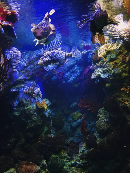 Exotische tropische Teufelsfische oder Rotfeuerfische pterois miles, in zwei Ozeanen Aquarium. — Stockfoto