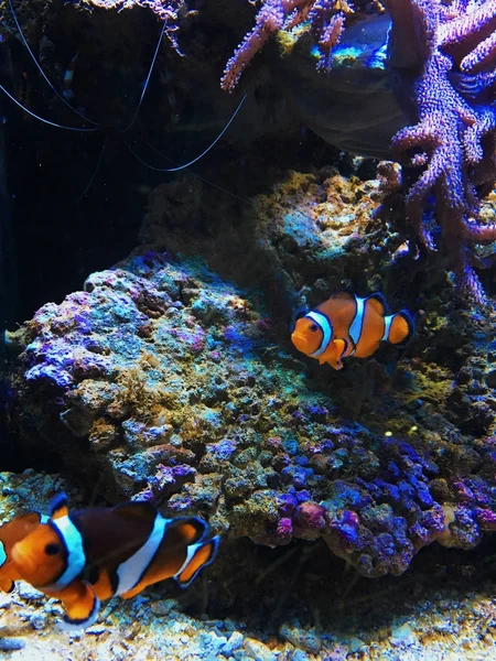 Amphiprion Ocellaris Clownfisch im Meerwasseraquarium — Stockfoto