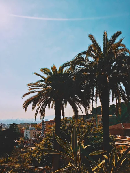 Palmeiras contra o céu azul, palmeiras na costa tropical, vintage tonificado e estilizado, coqueiro, árvore de verão, retro. Barcelona — Fotografia de Stock