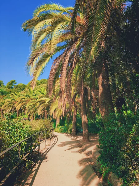 Parque Guell con palmeras exóticas y sendero natural. Callejón tropical en hermoso parque. Caminando a través de las palmas con el cielo azul soleado. Muy brillante y soleado tiro de verano . — Foto de Stock