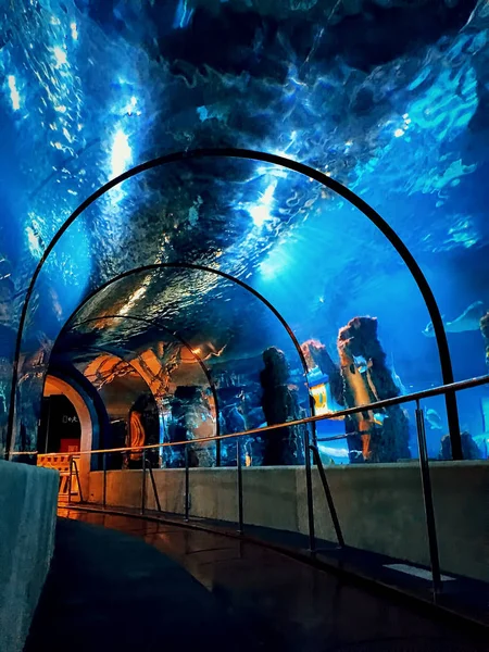 View of a tunnel in an aquarium providing close look at the maritime world. — Stock Photo, Image