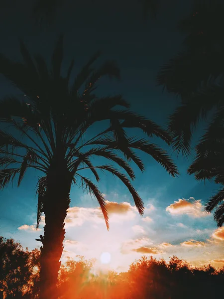 Удивительный закат на пальмовом побережье в субтропиках. Красивые пальмы в Барселоне. Потрясающее небо, винтажные ретро-тона — стоковое фото