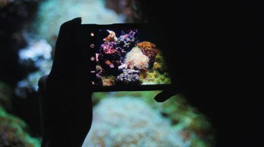 Genç kız, arka gelen akvaryum güzel balık Smartphone video vuruyor. Fotoğraf çekmek için mobil cihaz kullanarak kadın silüeti.