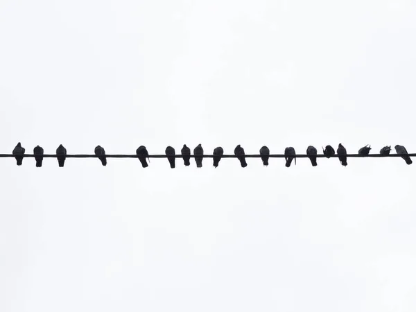 Resting pigeons on cables. Minimalism photo with birds on electician wire.