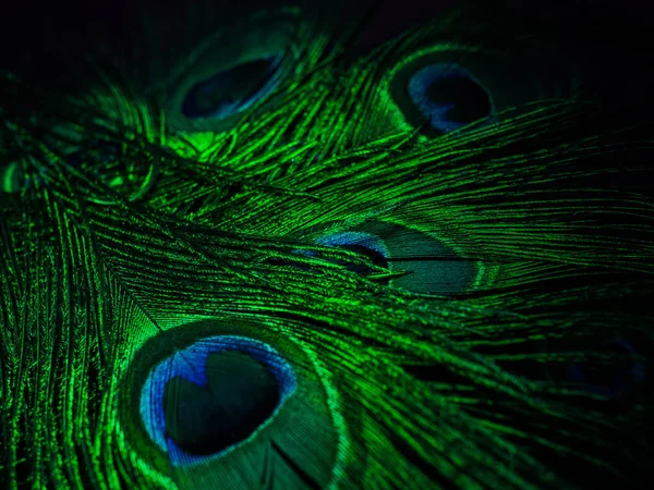 Pavão colorido fundo pena verde. Detalhes de perto — Fotografia de Stock