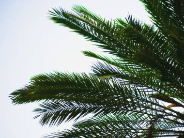 Hindistan cevizi palmiyeleri, güzel tropikal arkaplan, klasik filtre