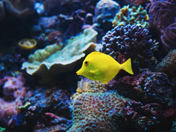 Nahaufnahme gelber, heller kleiner Fisch schwimmt im Aquarium. — Stockfoto