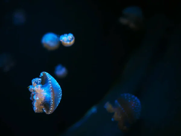 Beautiful colorful jellyfish in macro closeup shot swimming in aquarium with black background, smooth steady tracking camera shot, underwater wildlife natural beauty. — Stock Photo, Image
