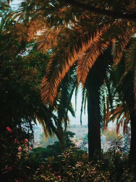 Mavi gökyüzünün altında tarihi palms dallarında. Barcelona'da güzel sonbahar park. Altın yaprağı. Vintage retro tonned resim.