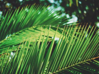 Arka plan ile bir hurma yaprak yeşil.