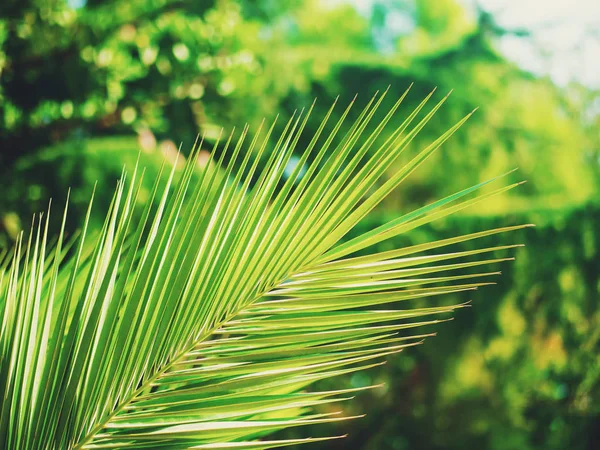 Background with green leaf of a date palm. — Stock Photo, Image
