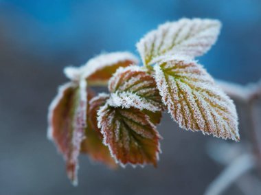Geç ilk Don geldiğinde bir erken kış ve beyaz Don kenarları getting yaprakları için iletilen düşmek