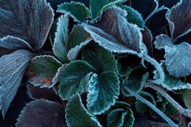 Arka planını Frost sonbahar yaprakları