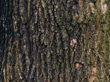 Karaağaç Ağacı kabuğu. Dikişsiz Karolanabilir Doku.