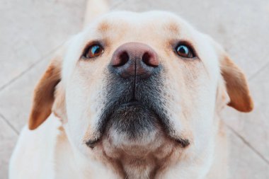 Beyaz bir arka plan üzerinde bir üst görünümden gülümseyen altın labrador retriever. Oturur ve kameraya bakar.