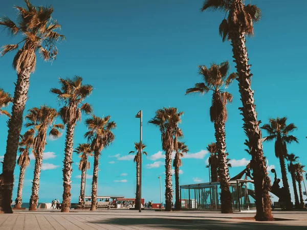 Árvores de tamareiras tropicais beco em Barcelona, Espanha, Europa — Fotografia de Stock