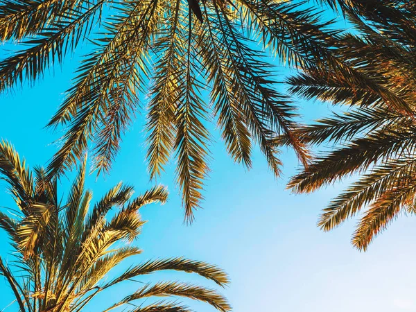 Palms against blue sky, Palm trees at tropical coast, vintage toned and stylized, coconut tree, summer, retro