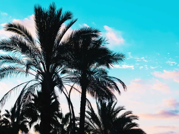 Palms silhouette against blue sky, Palm trees at tropical coast, vintage toned and stylized, coconut tree, summer, retro