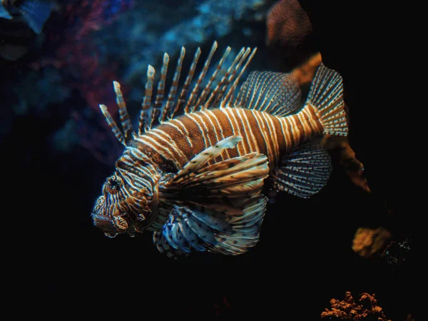 Sehr neugierige Rotfeuerfische, die sehr nahe kommen, um die Kamera zu untersuchen. teufel firefish pterois meilen auf dem hintergrund eines korallenriffs. im Aquarium. — Stockfoto