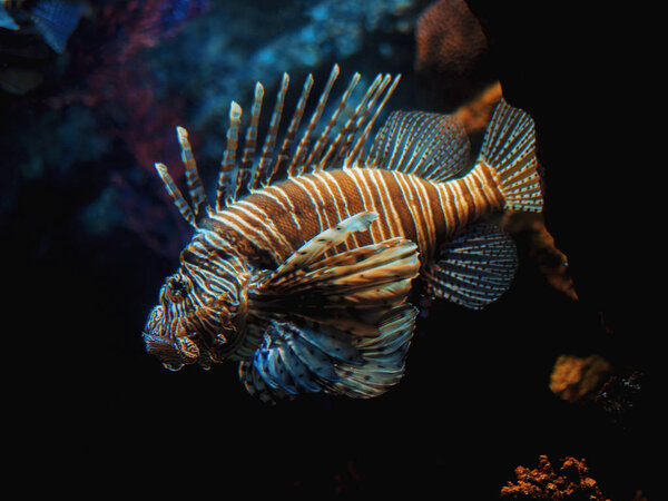 Very curious Common Lionfish coming very close to investigate the camera. Devil firefish Pterois miles on a background of a coral reef. in aquarium.
