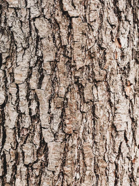 Bark of Elm. Seamless Tileable Texture. Old wood skin. Natural background — Stock Photo, Image