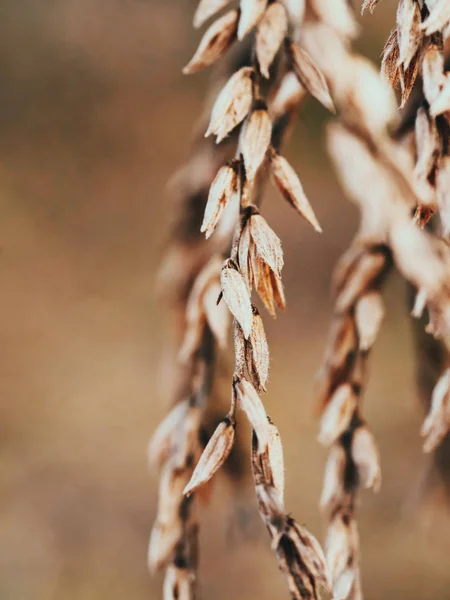 Campo de trigo. Orejas de trigo dorado de cerca. Hermoso paisaje natural. Paisaje rural. Fondo de madurez de los oídos del prado. Rica cosecha Concepto — Foto de Stock