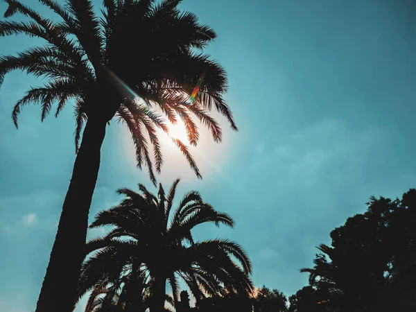 Amazing sunset on palm coast in the subtropics. Beautiful date palms trees in Barcelona. Awesome sky, vintage retro tonned — Stock Photo, Image