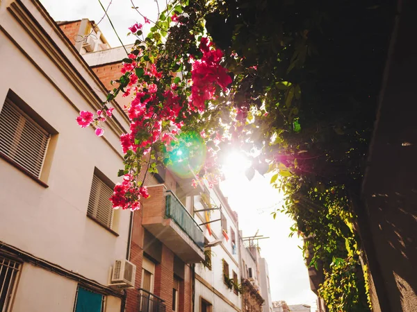 Bela árvore com flores rosa - Bougainvillea na antiga cidade europeia Barcelona, Espanha. Os raios do sol infiltram-se nas folhas, a luz vaza. Fundo incrível . — Fotografia de Stock