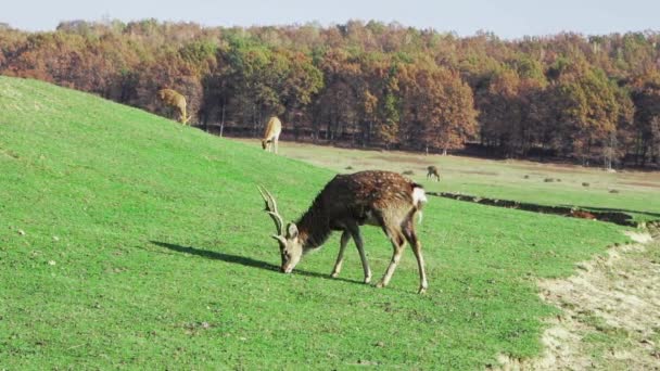 Genç geyikler bahar mevsiminde yeşil çimlerde otlar. Çiftlikteki sevimli hayvanlar. Yavaş çekim. — Stok video
