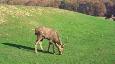 Yeşil bir çayırda yabani geyikler çimen biçer. Doğa, güzel hayvanlar kendi habitatlarında yaşar.. 