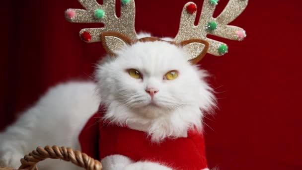Porträt einer flauschigen weißen Katze in Weihnachtsdekoration - Hirschhörner und Weihnachtsmann-Kostüm. Neues Jahr, Haustiere, Tiere Meme-Konzept. — Stockvideo