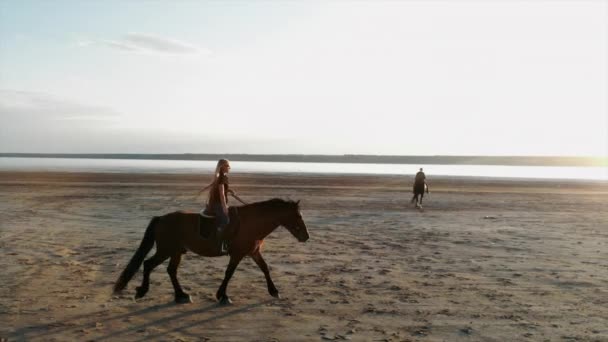 Drone aerial view of woman riding horses open coast.Stallion training.Jogging — Stock Video