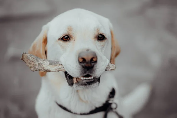 Krásný dospělý zlatý labrador pes s kostí nebo větví stromu v zubech. Psí úsměv. — Stock fotografie
