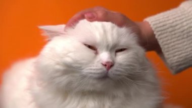 Turuncu arka planda izole edilmiş sevimli beyaz tüylü kediyi okşayan kız. Evcil sevimli bir hayvanı okşuyor. Aşk, ilgi, aile kavramı.