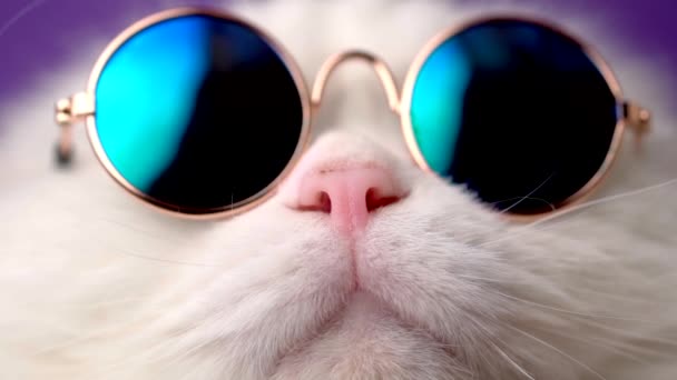 Muy cerca vista de increíble mascota doméstica en espejo gafas de sol de moda redonda se aísla en la pared violeta. Gato peludo lame la nariz en el estudio. Animales, amigos, concepto casero . — Vídeos de Stock